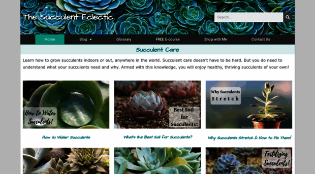 thesucculenteclectic.com