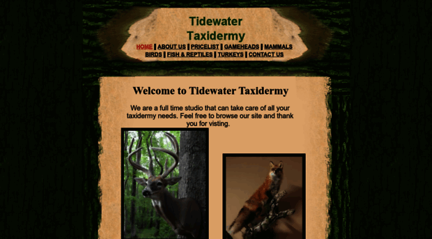 tidewatertaxidermy.com