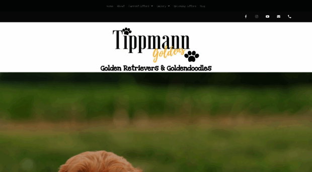 tippmanngoldens.com