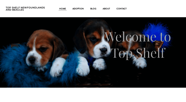 topshelfnewfoundlands.com