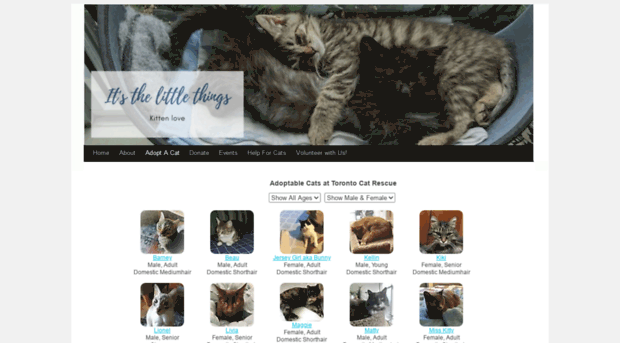 torontocatrescueadopt.com