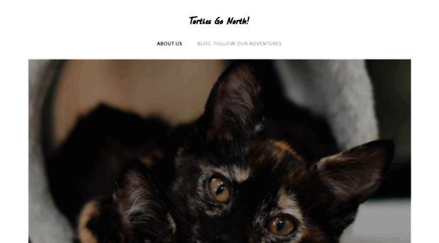 tortiesgonorth.weebly.com