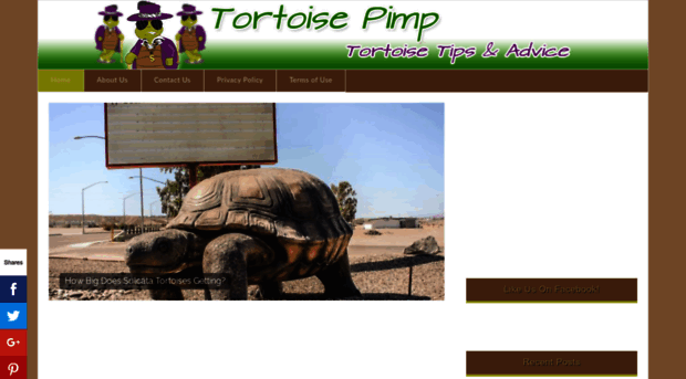 tortoisepimp.com