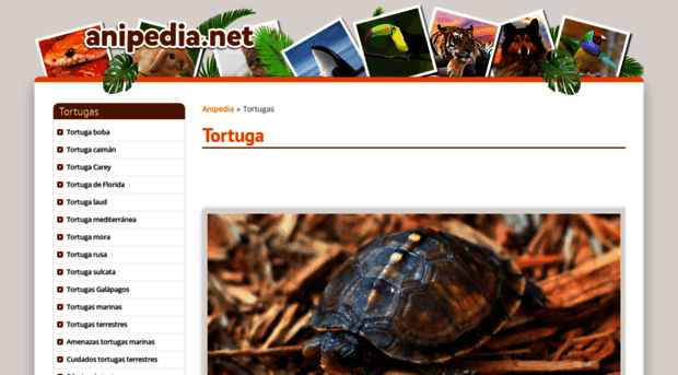 tortugas.anipedia.net