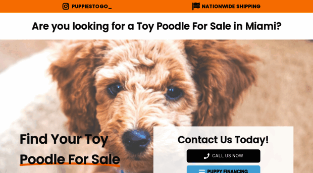 toypoodleforsale.com