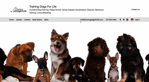 trainingdogsforlife.co.nz