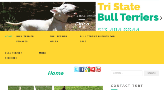 tristatebullterriers.com