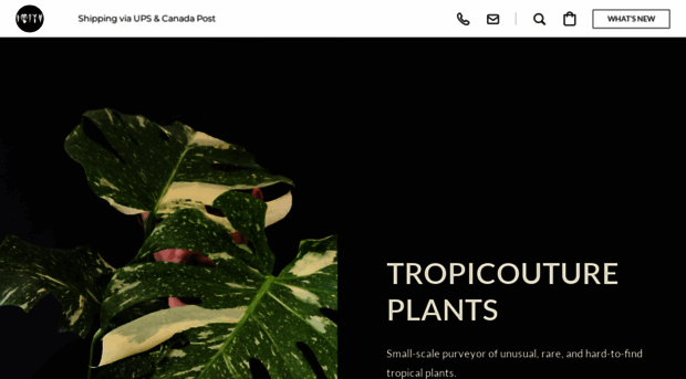 tropicoutureplants.com