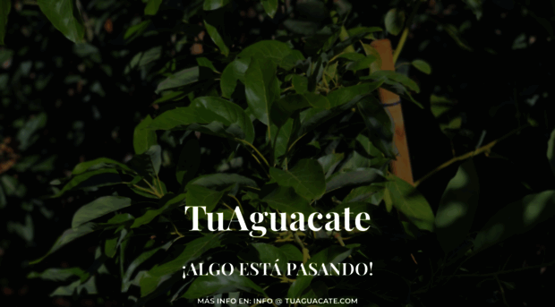 tuaguacate.com