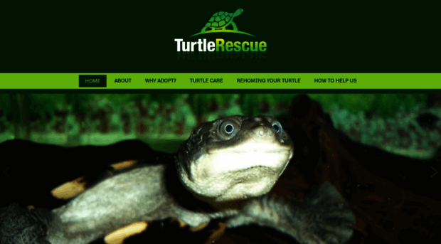 turtlerescue.co.nz