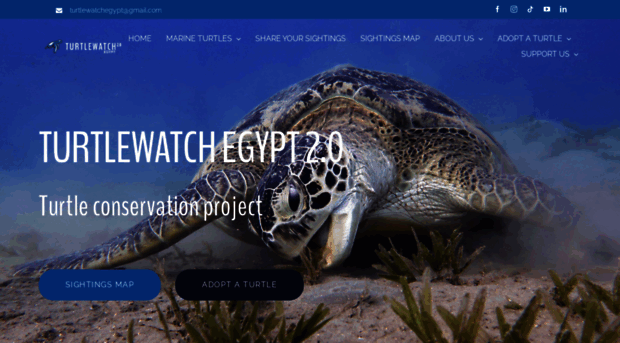 turtlewatchegypt.net