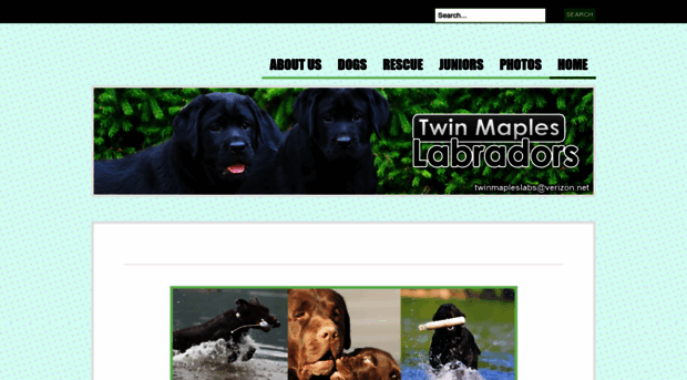 twinmapleslabradors.com