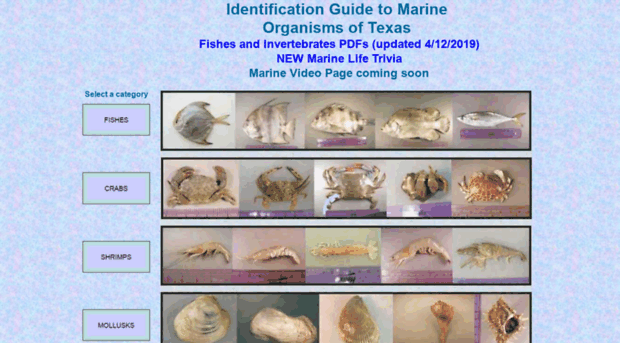 txmarspecies.tamug.edu