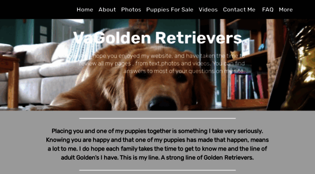 vagoldenretrievers.com