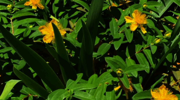 verifolia.com