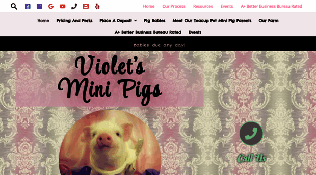violetsminipigs.org