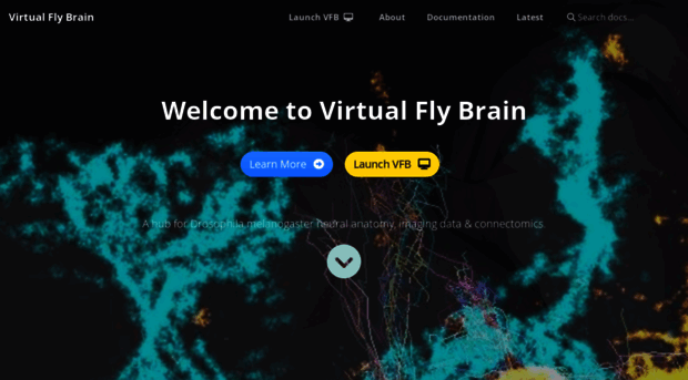 virtualflybrain.org