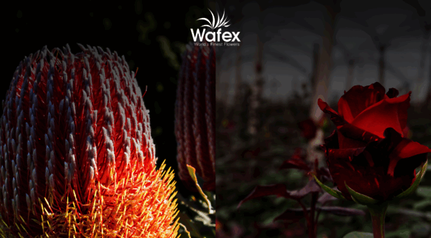 wafex.com.au