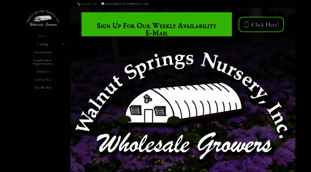 walnutsprings.com