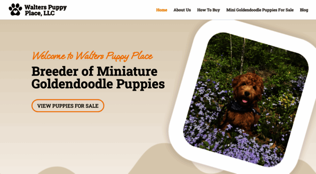 waltersminigoldendoodlepuppies.com