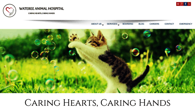 watereeanimalhospital.com