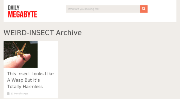 weird-insect.dailymegabyte.com