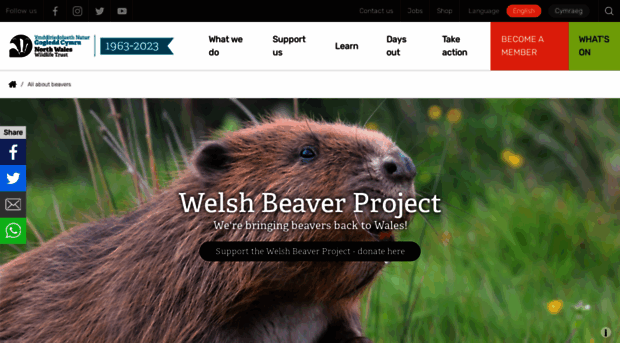 welshbeaverproject.org