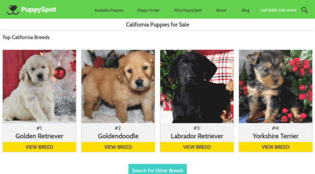 welshcorgi.californiapuppiesforsale.com