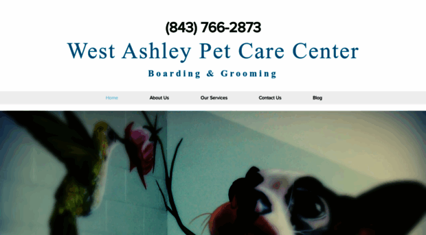 westashleypetcare.com