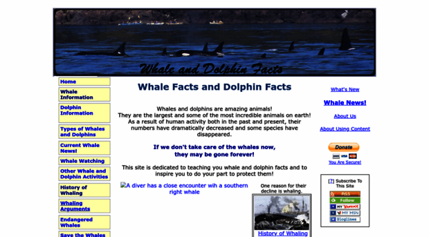 whale-and-dolphin-facts.com