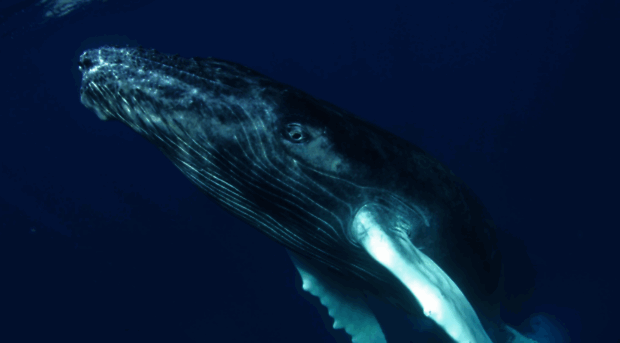 whale-fest.com