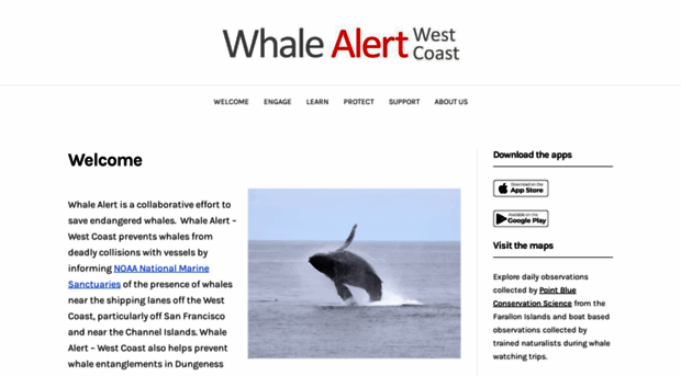 whaleaware.org