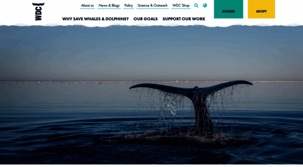 whales.org