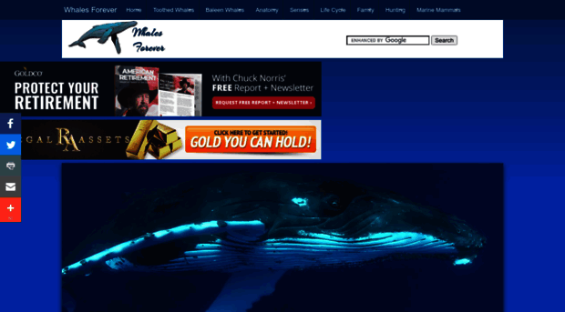 whalesforever.com