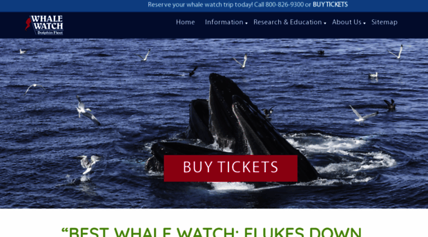 whalewatch.com