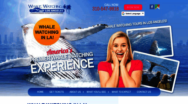 whalewatchinginla.com