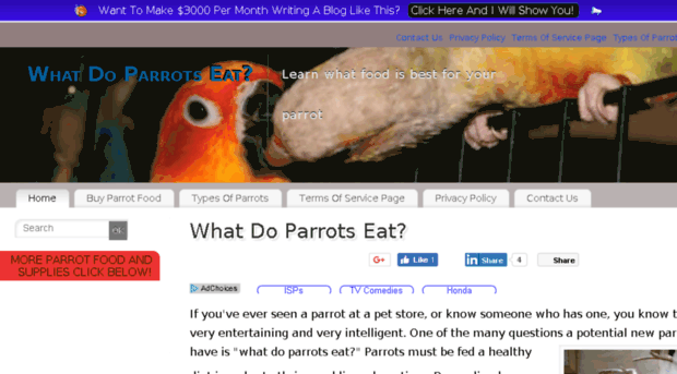 what-do-parrots-eat.com