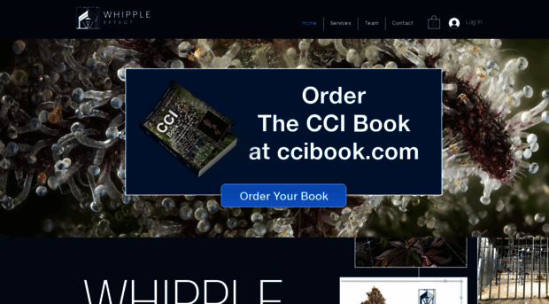 whippleeffect.com