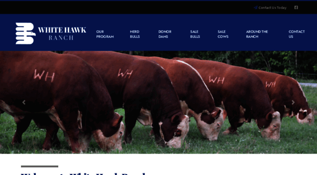 whitehawkbeefmakers.com