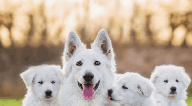 whiteshepherd.org.au