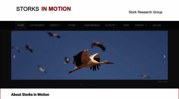 whitestork.org