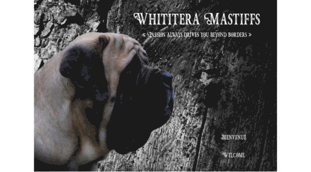 whititera-mastiffs.fr