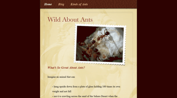 wildaboutants.com