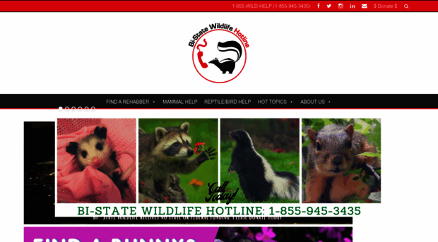 wildlifehotline.com