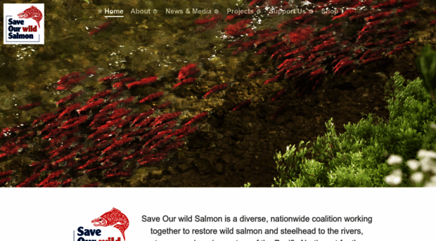 wildsalmon.org