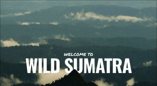 wildsumatra.com