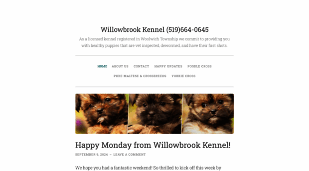 willowbrookpuppies.wordpress.com