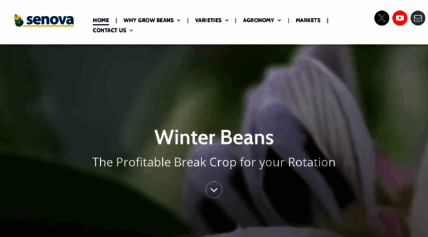 winter-beans.co.uk