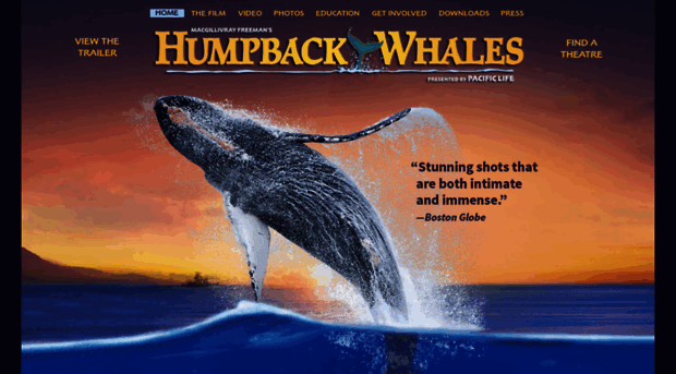 wip.humpbackwhalesfilm.com