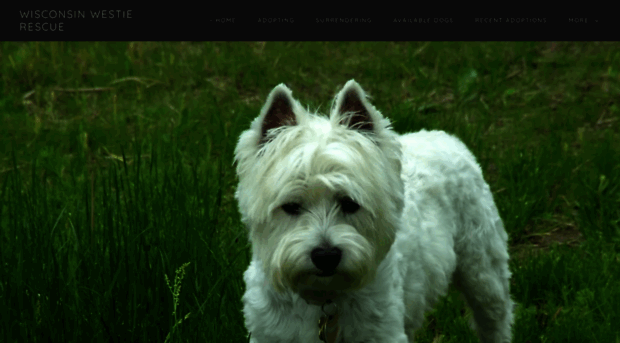 wisconsinwestierescue.com